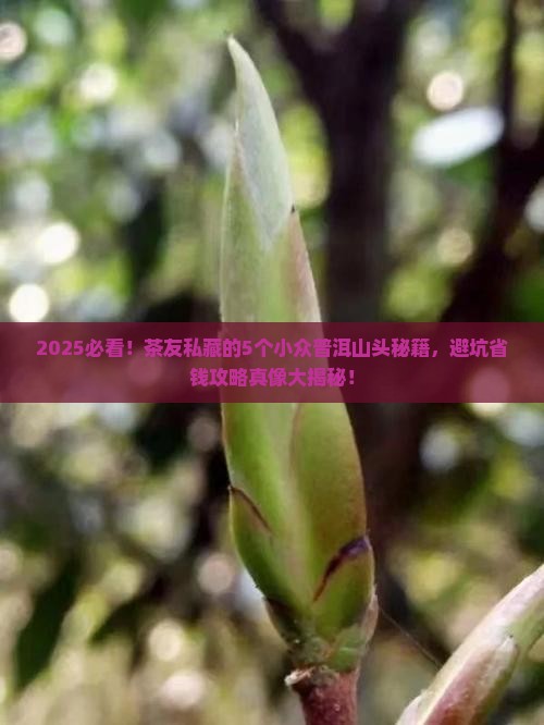 普洱茶小众山头推荐一下