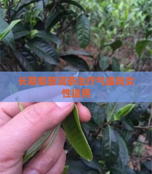 长期喝普洱茶治疗气虚吗