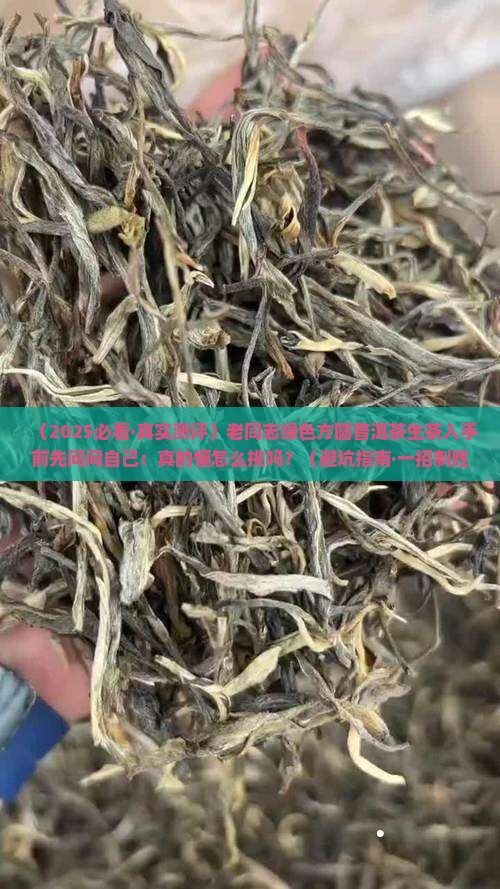 老同志绿色方圆普洱茶生茶