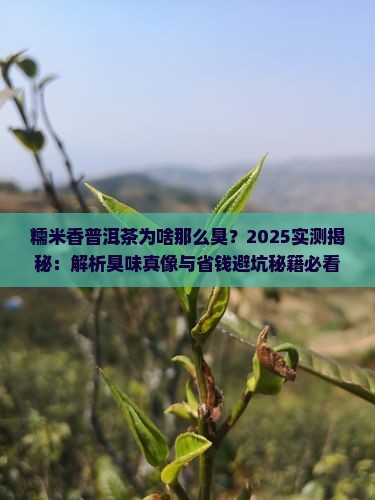 糯米香普洱茶为啥那么臭
