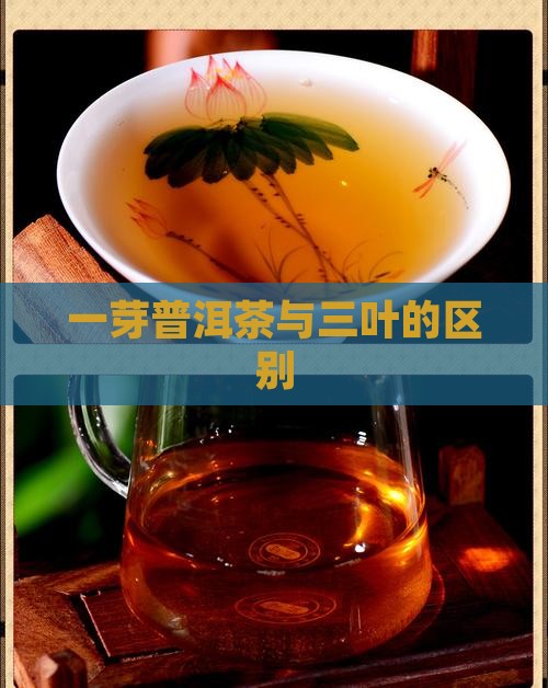 普洱茶一芽两叶与三叶
