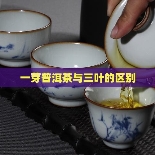 普洱茶一芽两叶与三叶