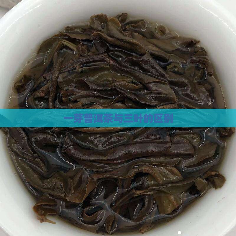 普洱茶一芽两叶与三叶