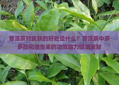 普洱茶对皮肤功效