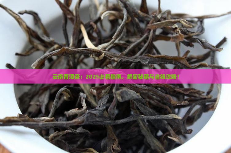 云南研究普洱茶