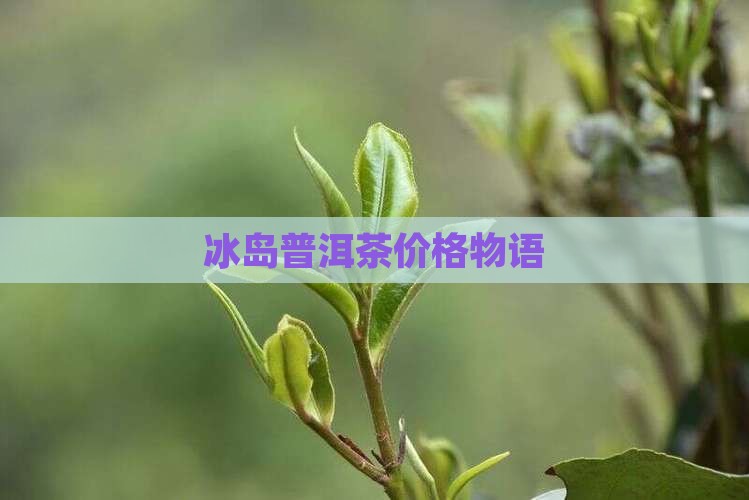 冰岛普洱茶物语