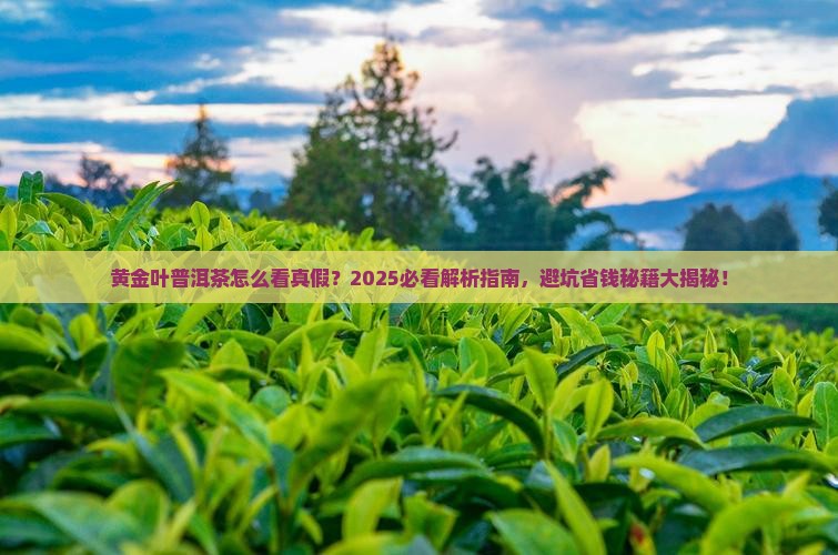 黄金叶普洱茶怎么看真假