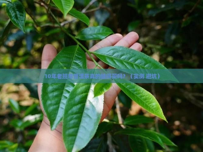10年老班章普洱茶的功效