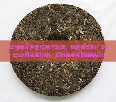 五加嫩叶茶的作用与功效