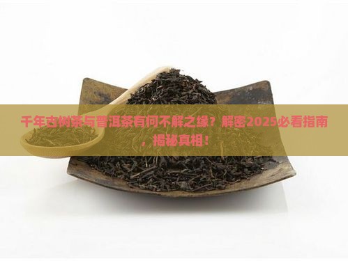 千年古树茶是普洱茶吗