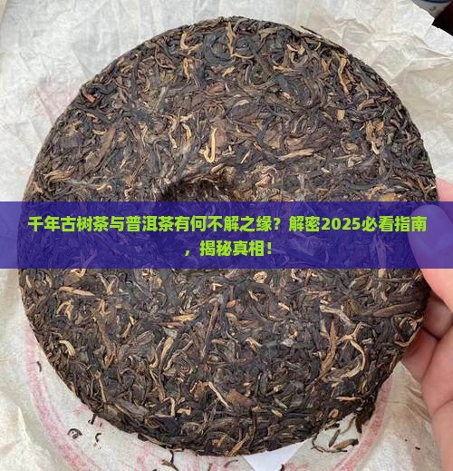 千年古树茶是普洱茶吗