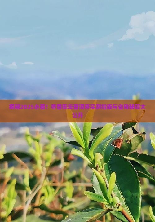 枣香陈年普洱茶