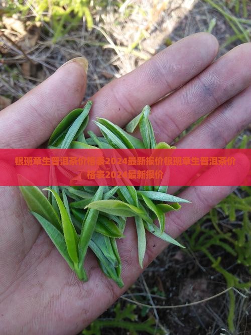 银班章生普洱茶价格表