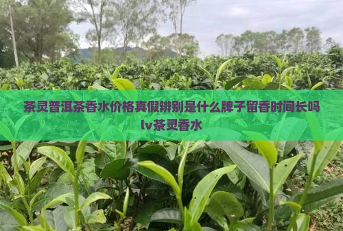 茶灵普洱茶香水