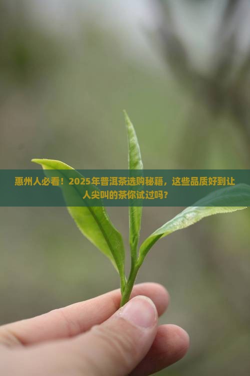 惠州品质好的普洱茶
