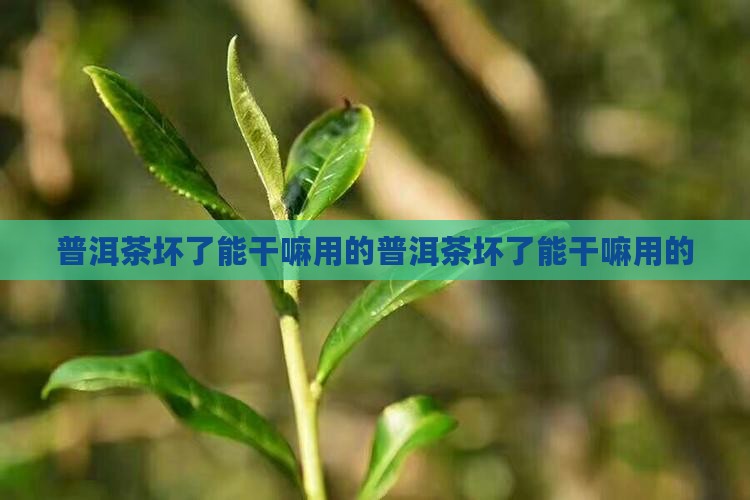普洱茶坏了能干嘛用的