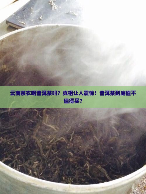 云南茶农喝普洱茶吗