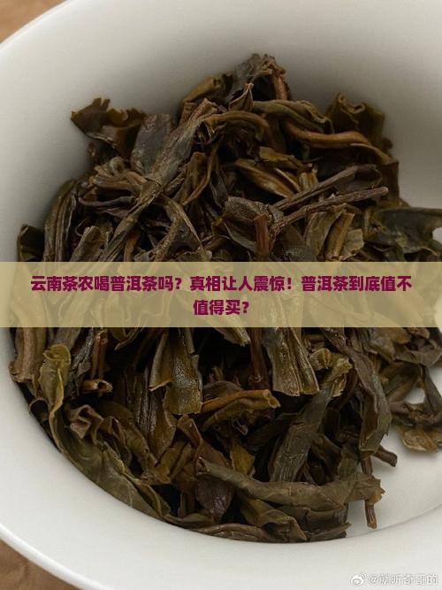 云南茶农喝普洱茶吗