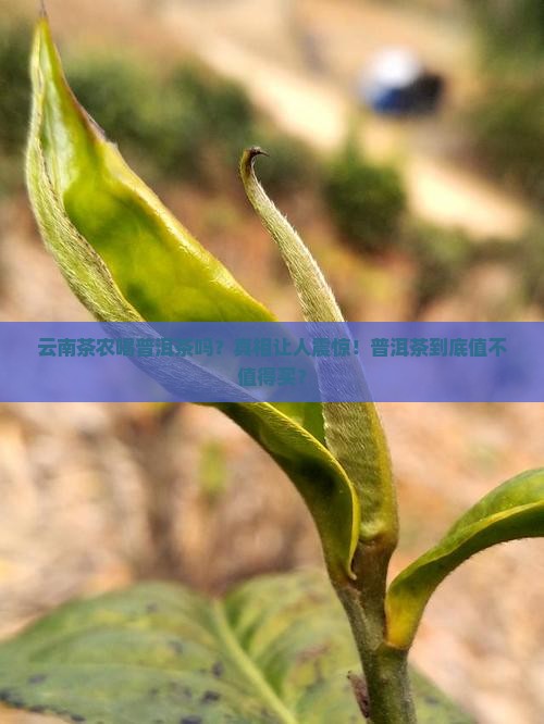 云南茶农喝普洱茶吗