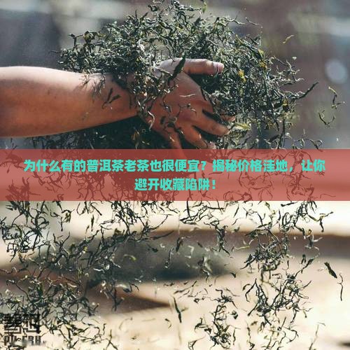 为什么有的普洱茶老茶也很便宜呢