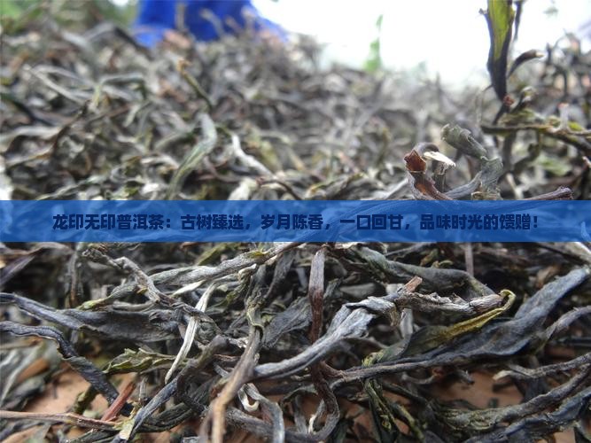 龙印无印普洱茶