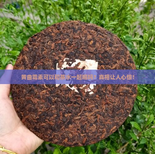 黄曲霉素可以和茶水一起喝吗