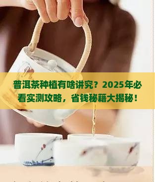 普洱茶栽培条件要求是什么