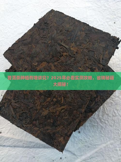 普洱茶栽培条件要求是什么