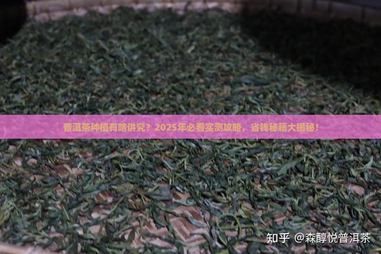普洱茶栽培条件要求是什么