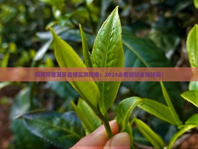 铜箐河普洱茶直播