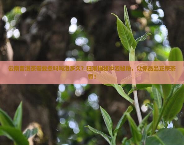 云南普洱茶需要煮吗吗泡多久