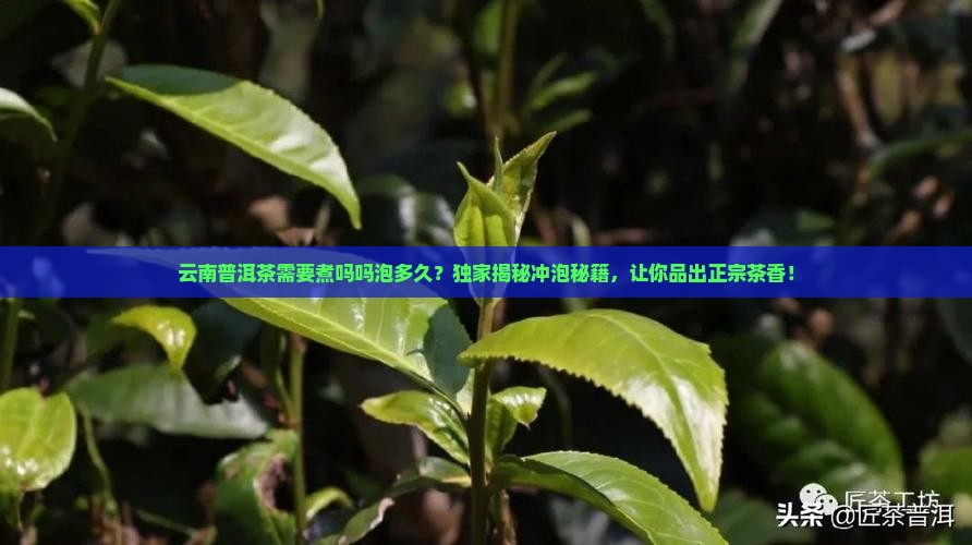 云南普洱茶需要煮吗吗泡多久