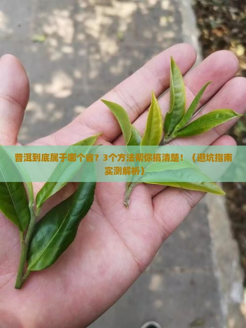 云南省普洱属于哪个省