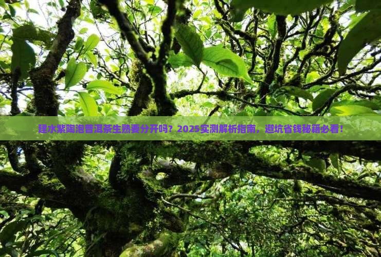 建水紫陶泡普洱茶生熟要分开吗