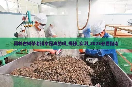 雨林古树茶老班章是真的吗