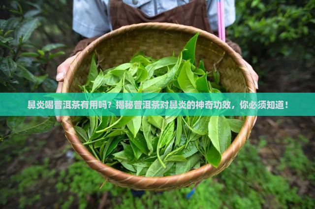 鼻炎喝普洱茶有用吗