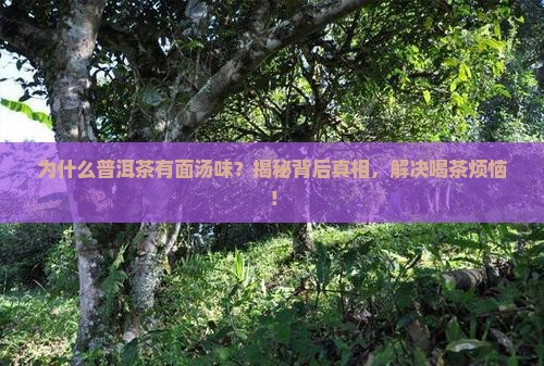 普洱茶为什么有面汤味