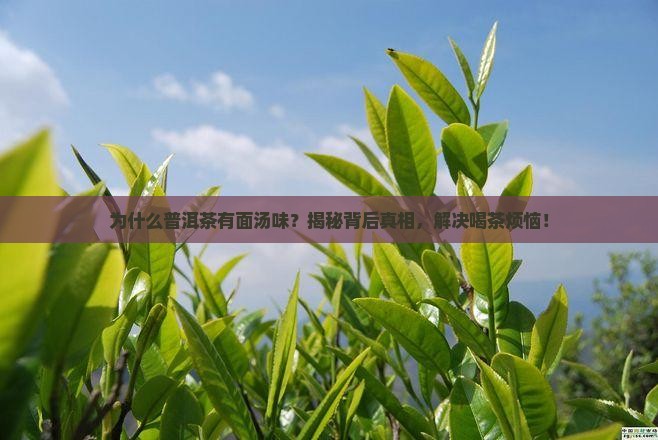 普洱茶为什么有面汤味