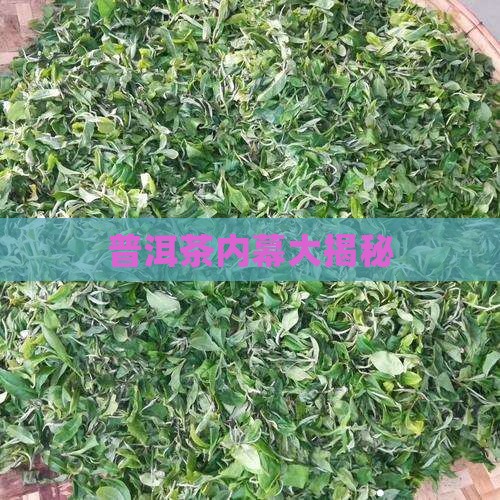 揭秘普洱茶黑内幕