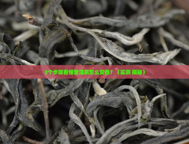 普洱茶发酵全过程