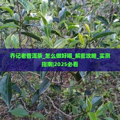 乔记老普洱茶怎么做