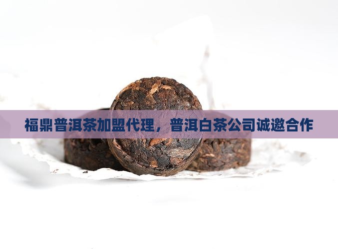 福鼎普洱茶代理