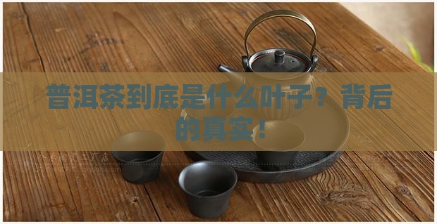 普洱茶是什么叶子