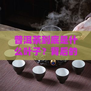 普洱茶是什么叶子