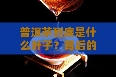 普洱茶是什么叶子