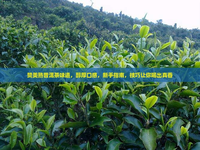 赞美熟普洱茶味道
