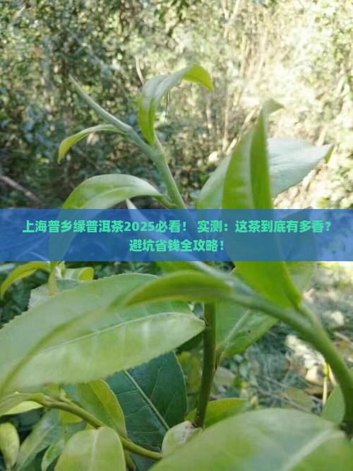 上海普乡缘普洱茶