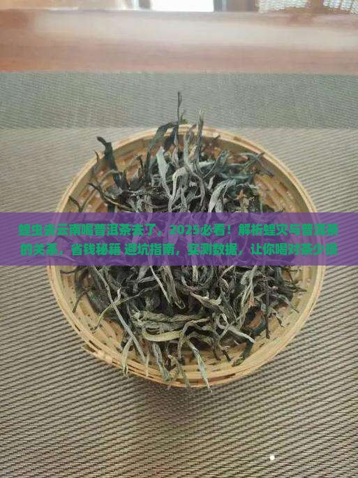 蝗虫去云南喝普洱茶去了