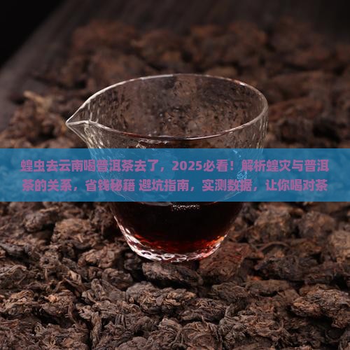 蝗虫去云南喝普洱茶去了