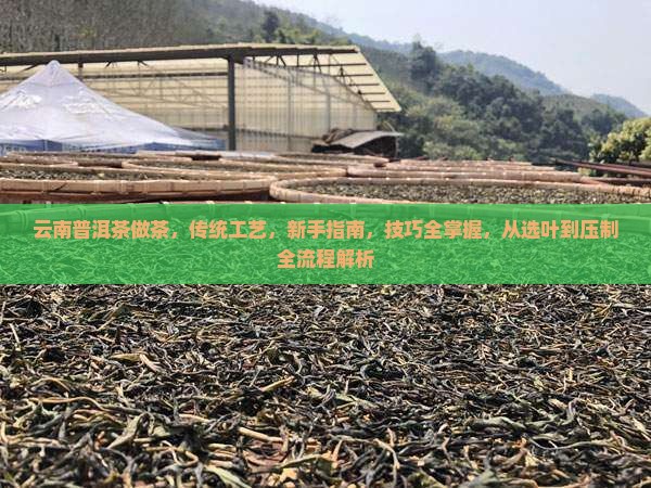 云南普洱茶做茶